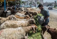 ميعاد ذبح الاضاحي في السعوديه 2025