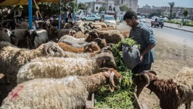 ميعاد ذبح الاضاحي في السعوديه 2025