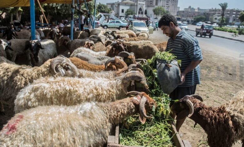 ميعاد ذبح الاضاحي في السعوديه 2025