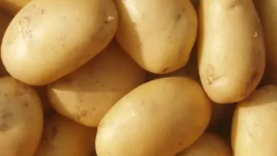 وزارة البيئة والمياه والزراعة