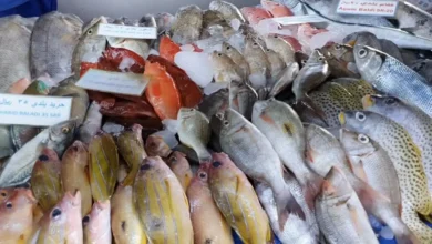 أفضل الخدمات في سوق السمك