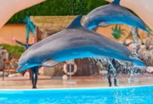 حديقة الدلافين بجدة