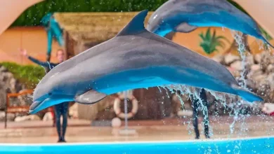 حديقة الدلافين بجدة