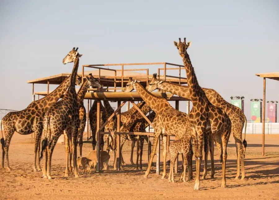 سفاري موسم الرياض