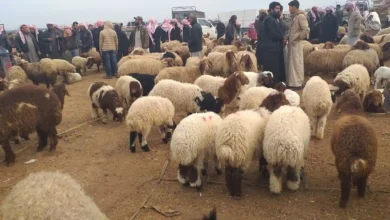 سوق الغنم في أبها